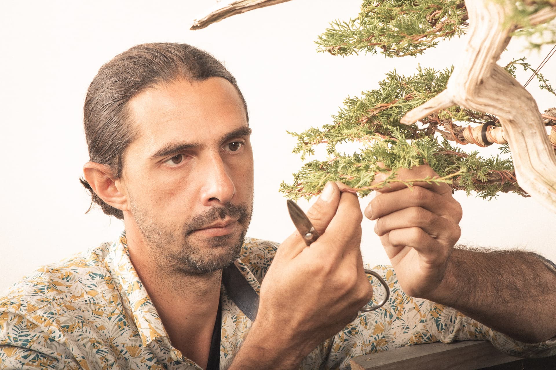 Manuel Turpin travaillant sur un bonsaï